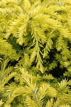 Sunburst Yew (Taxus X Media) - 2 Gallon Pot -Plant Promotion Store taxus media sunburst yew 1