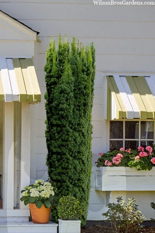 Hicks Columnar Yew (Taxus X Media) - 3 Gallon Pot 1 Hicks Columnar Yew (Taxus X Media) - 3 Gallon Pot