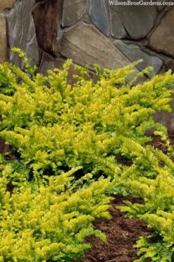 Sunburst Yew (Taxus X Media) - 2 Gallon Pot -Plant Promotion Store taxus x media sunburst yew 2
