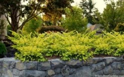 Sunburst Yew (Taxus X Media) - 2 Gallon Pot -Plant Promotion Store taxus x media sunburst yew 7