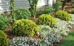 Anna's Magic Ball Arborvitae (Thuja) - 3 Gallon Pot -Plant Promotion Store thuja annas magic ball arborvitae 1