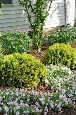 Anna's Magic Ball Arborvitae (Thuja) - 3 Gallon Pot -Plant Promotion Store thuja annas magic ball arborvitae 3