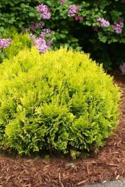 Anna's Magic Ball Arborvitae (Thuja) - 3 Gallon Pot -Plant Promotion Store thuja annas magic ball arborvitae 4