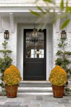 Fire Chief Arborvitae - 3 Gallon Pot -Plant Promotion Store thuja fire chief arborvitae 104 1