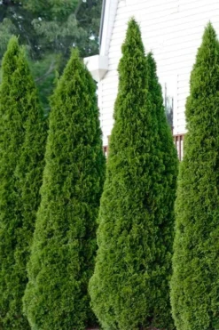 Emerald Green Arborvitae - 1 Gallon Pot -Plant Promotion Store thuja occidentalis emerald green arborvitae 101