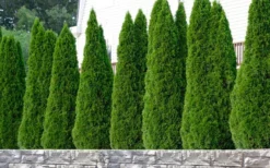 Emerald Green Arborvitae - 1 Gallon Pot -Plant Promotion Store thuja occidentalis emerald green arborvitae 102