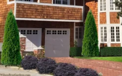 Emerald Green Arborvitae - 1 Gallon Pot -Plant Promotion Store thuja occidentalis emerald green arborvitae 106