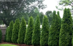 Emerald Green Arborvitae - 1 Gallon Pot -Plant Promotion Store thuja occidentalis emerald green arborvitae 109