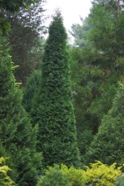 North Pole Arborvitae (Thuja) - 2 Gallon Pot 10 North Pole Arborvitae (Thuja) - 2 Gallon Pot -Plant Promotion Store thuja occidentalis north pole arborvitae 1