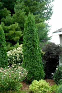 North Pole Arborvitae (Thuja) - 2 Gallon Pot 11 North Pole Arborvitae (Thuja) - 2 Gallon Pot -Plant Promotion Store thuja occidentalis north pole arborvitae 2