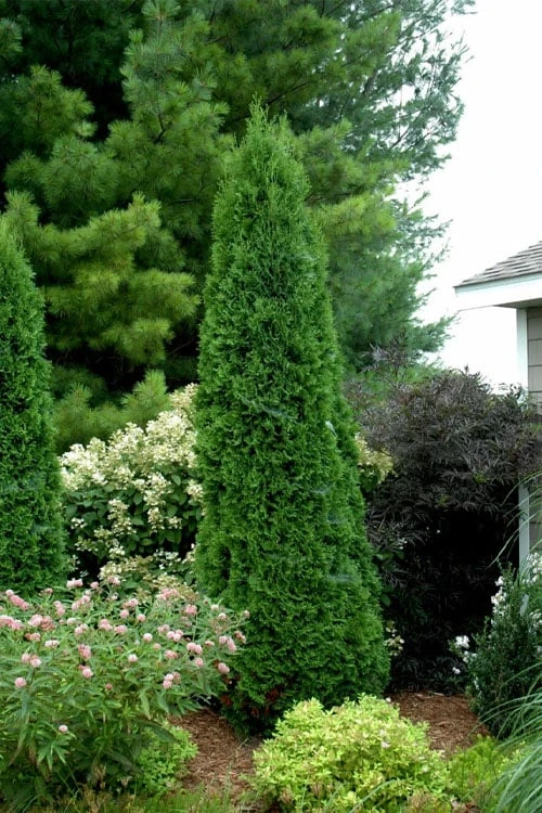 North Pole Arborvitae (Thuja) - 2 Gallon Pot 6 North Pole Arborvitae (Thuja) - 2 Gallon Pot - Image 6