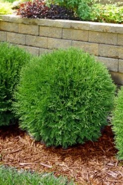 Planet Earth Arborvitae - 3 Gallon Pot 8 Planet Earth Arborvitae - 3 Gallon Pot -Plant Promotion Store thuja occidentalis planet earth arborvitae 4