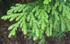 Hiba Arborvitae (Thujopsis Dolabrata) - 3 Gallon Pot -Plant Promotion Store thujopsis dolabrata hiba arborvitae 1