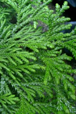 Hiba Arborvitae (Thujopsis Dolabrata) - 3 Gallon Pot -Plant Promotion Store thujopsis dolabrata hiba arborvitae 10