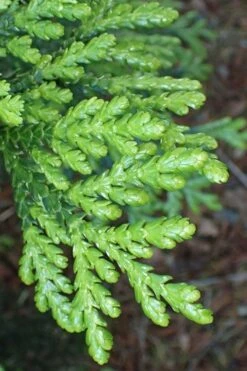 Hiba Arborvitae (Thujopsis Dolabrata) - 3 Gallon Pot -Plant Promotion Store thujopsis dolabrata hiba arborvitae 11
