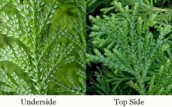 Hiba Arborvitae (Thujopsis Dolabrata) - 3 Gallon Pot -Plant Promotion Store thujopsis dolabrata hiba arborvitae 4