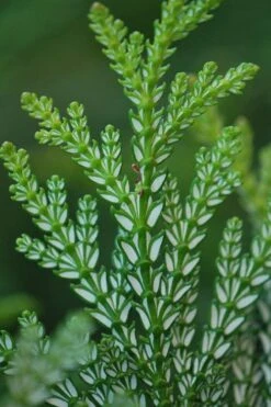 Hiba Arborvitae (Thujopsis Dolabrata) - 3 Gallon Pot -Plant Promotion Store thujopsis dolabrata hiba arborvitae 5