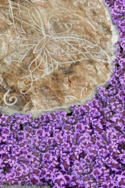 Caborn Wine & Roses Creeping Thyme - 5 Pack Of Quart Pots -Plant Promotion Store thymus caborn wine and roses 2