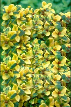 Doone Valley Thyme - 6 Pack Of Pink Pots -Plant Promotion Store thymus citriodorus doone valley 2