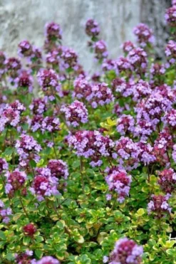 Doone Valley Thyme - 6 Pack Of Pink Pots -Plant Promotion Store thymus citriodorus doone valley 3
