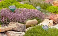 Spicy Orange Thyme - 6 Pack Of Pint Pots -Plant Promotion Store thymus citriodorus golden lemon thyme 5