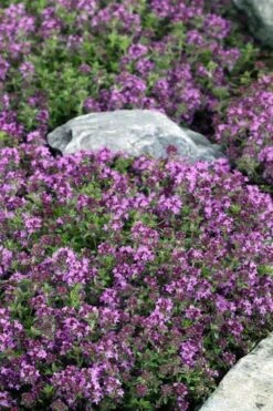 Magic Carpet Creeping Thyme (Thymus Serpyllum) - 6 Pack Of Pint Pots -Plant Promotion Store thymus serpyllum magic carpet creeping thyme 2