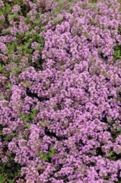 Magic Carpet Creeping Thyme (Thymus Serpyllum) - 6 Pack Of Pint Pots -Plant Promotion Store thymus serpyllum magic carpet creeping thyme 7