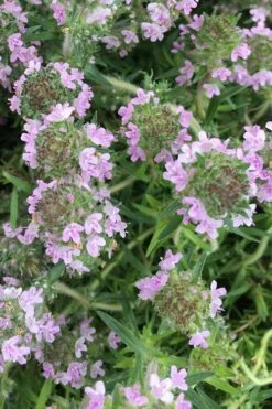 Spicy Orange Thyme - 6 Pack Of Pint Pots -Plant Promotion Store thymus spicy orange thyme 11