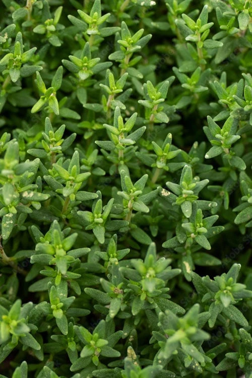 English Thyme (Thymus Vulgaris) - 6 Pack Of Pint Pots 5 English Thyme (Thymus Vulgaris) - 6 Pack Of Pint Pots - Image 5
