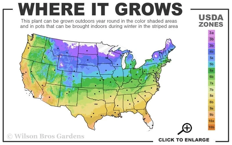 Rouge Cardinal Clematis - 1 Gallon Pot 3 Rouge Cardinal Clematis - 1 Gallon Pot - Image 3