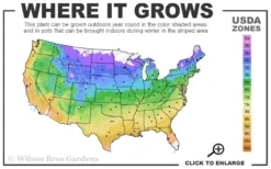 Olympia Clematis - 1 Gallon Pot -Plant Promotion Store usda zone map 8