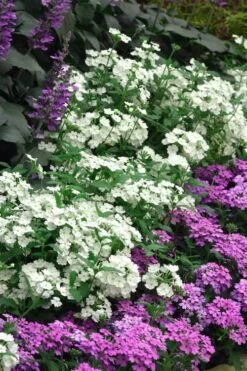 EnduraScape White Verbena - 5 Pack Of Pint Pots -Plant Promotion Store verbena endurascape white 1