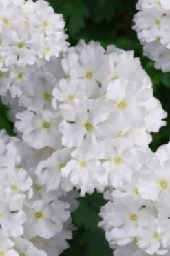 EnduraScape White Verbena - 5 Pack Of Pint Pots -Plant Promotion Store verbena endurascape white 2