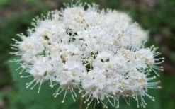 Maple Leaf Viburnum - 1 Gallon Pot 19 Maple Leaf Viburnum - 1 Gallon Pot -Plant Promotion Store viburnum acerifolium maple leaf 15