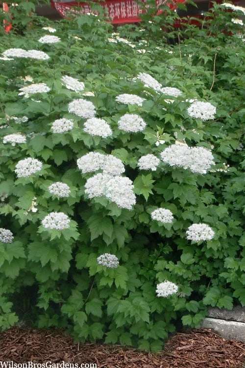 Maple Leaf Viburnum - 1 Gallon Pot 4 Maple Leaf Viburnum - 1 Gallon Pot - Image 4