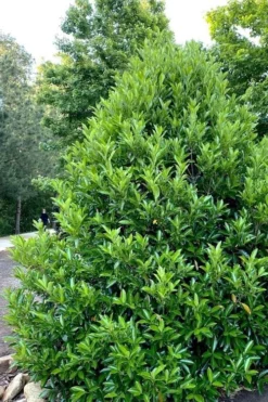 Mirror Leaf Sweet Viburnum - 1 Gallon Pot -Plant Promotion Store viburnum awabuki chindo 3 1