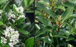 Mirror Leaf Sweet Viburnum - 7 Gallon Pot (2-3') 9 Mirror Leaf Sweet Viburnum - 7 Gallon Pot (2-3') -Plant Promotion Store viburnum awabuki chindo 4 2