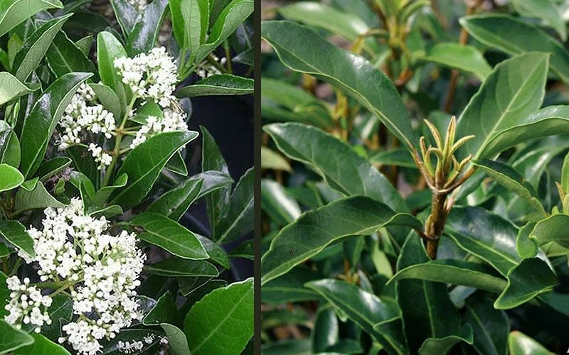 Mirror Leaf Sweet Viburnum - 7 Gallon Pot (2-3') 5 Mirror Leaf Sweet Viburnum - 7 Gallon Pot (2-3') - Image 5