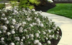 Spice Baby Koreanspice Viburnum - 1 Gallon Pot 8 Spice Baby Koreanspice Viburnum - 1 Gallon Pot -Plant Promotion Store viburnum carleseii spice baby 5