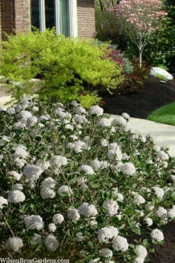 Spice Baby Koreanspice Viburnum - 1 Gallon Pot 9 Spice Baby Koreanspice Viburnum - 1 Gallon Pot -Plant Promotion Store viburnum carleseii spice baby 7