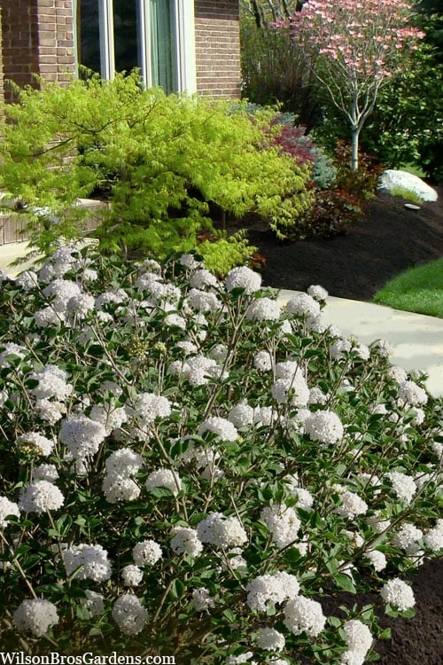 Spice Baby Koreanspice Viburnum - 1 Gallon Pot 5 Spice Baby Koreanspice Viburnum - 1 Gallon Pot - Image 5