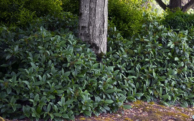 David Viburnum - 3 Gallon Pot 8 David Viburnum - 3 Gallon Pot - Image 8