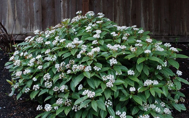 David Viburnum - 3 Gallon Pot 10 David Viburnum - 3 Gallon Pot - Image 10