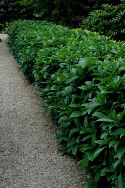 David Viburnum - 3 Gallon Pot 25 David Viburnum - 3 Gallon Pot -Plant Promotion Store viburnum davidii 17