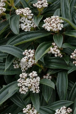 David Viburnum - 3 Gallon Pot 21 David Viburnum - 3 Gallon Pot -Plant Promotion Store viburnum davidii 3