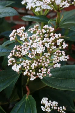 David Viburnum - 3 Gallon Pot 18 David Viburnum - 3 Gallon Pot -Plant Promotion Store viburnum davidii 5