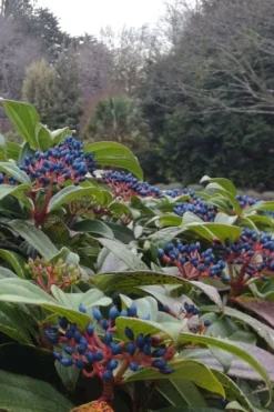 David Viburnum - 3 Gallon Pot 23 David Viburnum - 3 Gallon Pot -Plant Promotion Store viburnum davidii 6