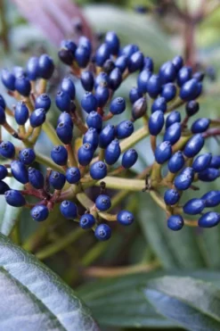 David Viburnum - 3 Gallon Pot 19 David Viburnum - 3 Gallon Pot -Plant Promotion Store viburnum davidii 7