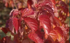 Arrowwood Viburnum - 3 Gallon Pot -Plant Promotion Store viburnum dentatum arrowwood 9