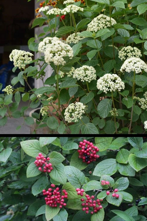 Mohican Arrowwood Viburnum - 6 Gallon Pot (4-5') 6 Mohican Arrowwood Viburnum - 6 Gallon Pot (4-5') - Image 6